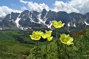 03 Pulsatilla alpina sulfurea  con vista sulle Piccole Dolomiti Scalvine